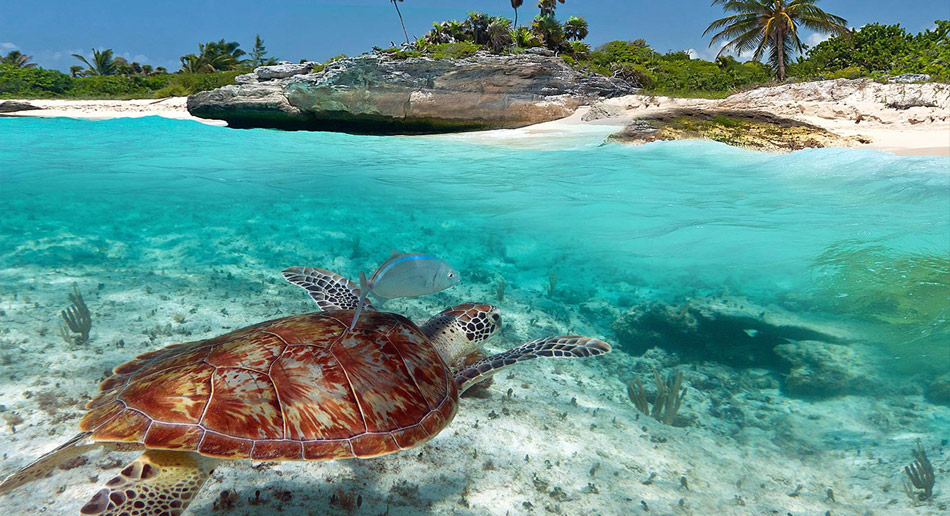 AKUMAL