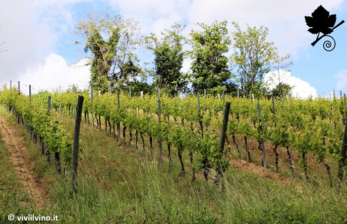 Colli Pesaresi 2