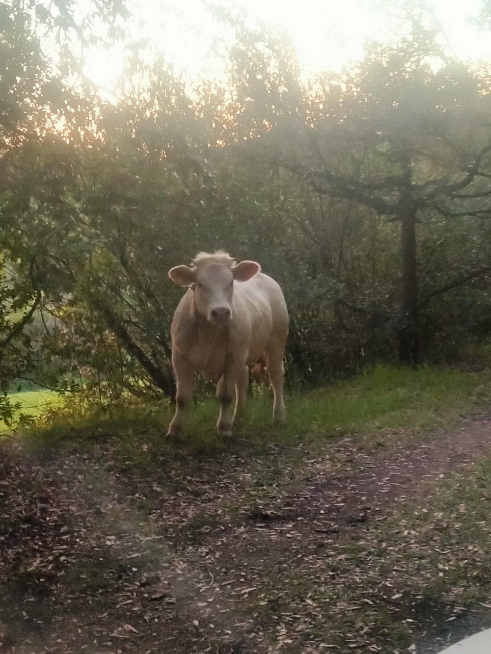mucca luisa