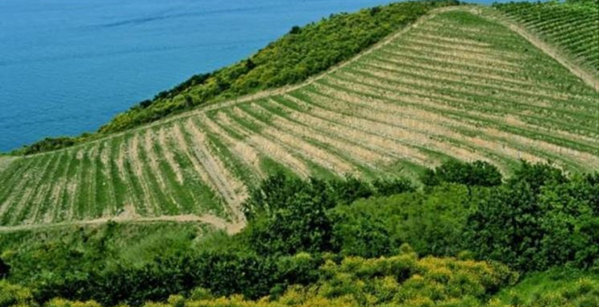 Il vino delle colline di Pesaro capitale della Cultura 2024