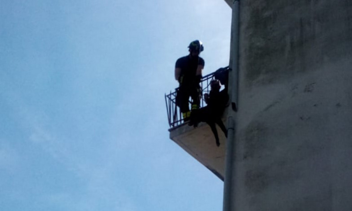 I pompieri salvano un cane incastrato sulla ringhiera del balcone
