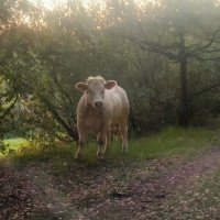 Finisce la fuga di Luisa, trovata e abbattuta dalla polizia provinciale